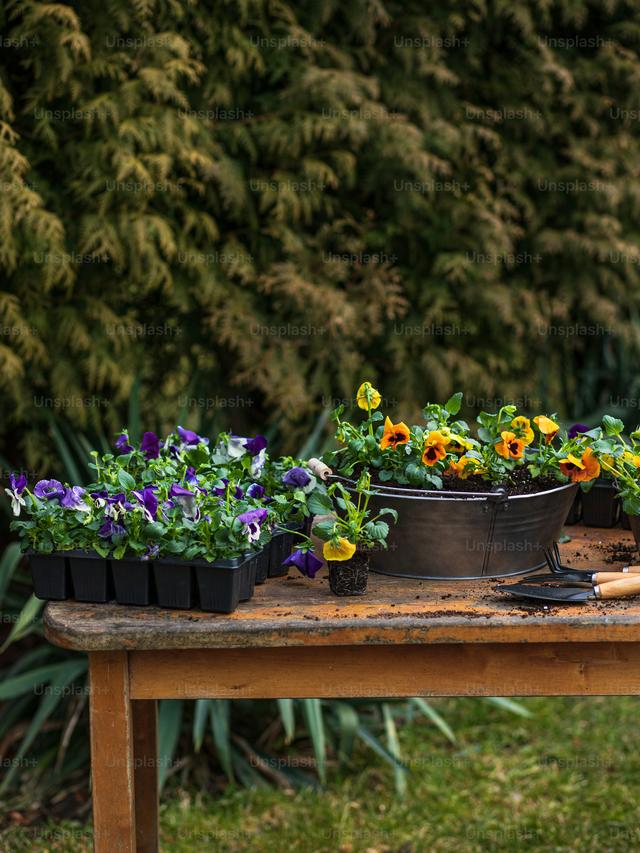 Perennial Flowers for a Seaside Garden