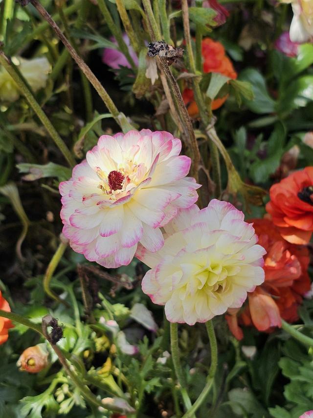 Perennial Flowers for a Woodland Garden