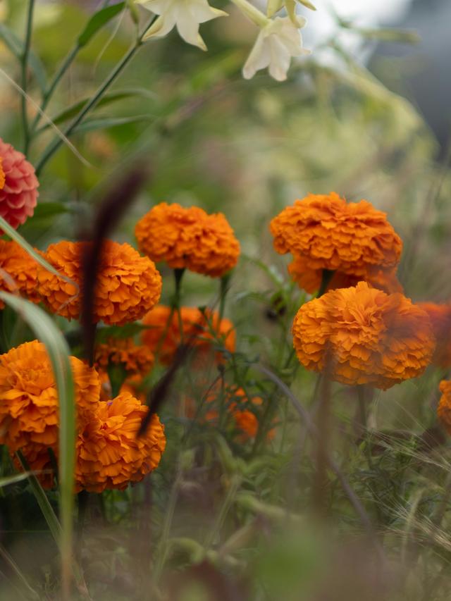 Perennial Flowers with Variegated Leaves