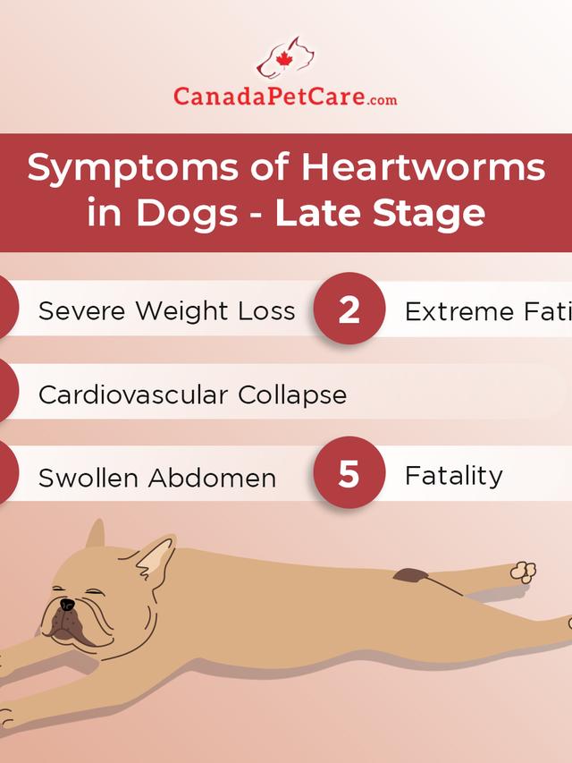 Recognizing Heartworm Symptoms