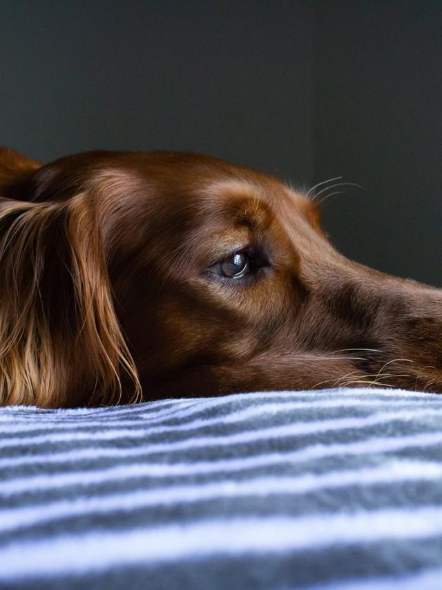 Recognizing Pain in Dogs