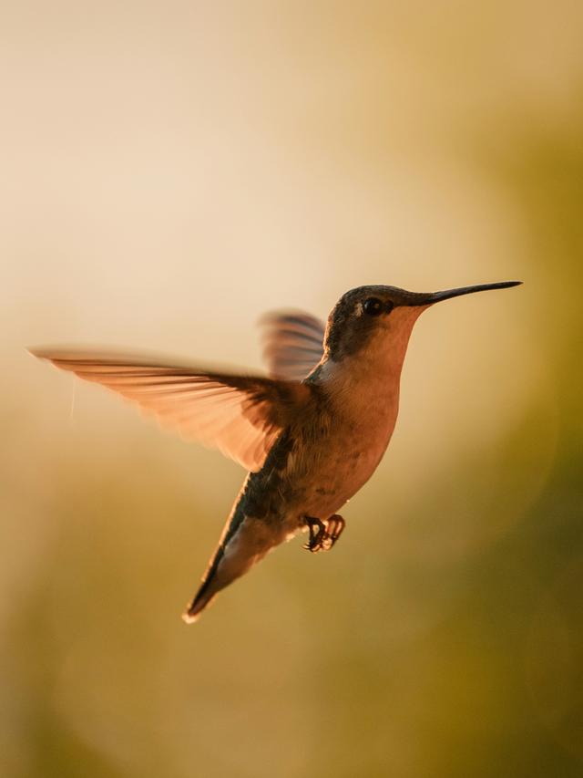 Secrets of the Hummingbird’s Flight