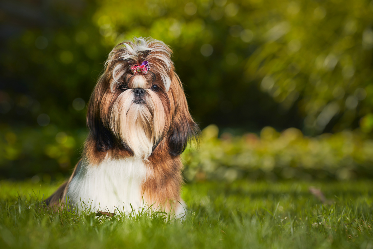 Large Dog Breeds: Strength and Beauty