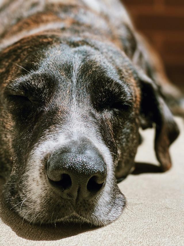 Signs of Aging in Dogs