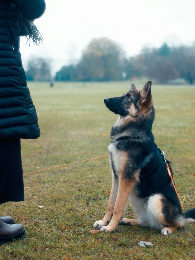 Teaching Your Dog to Roll Over