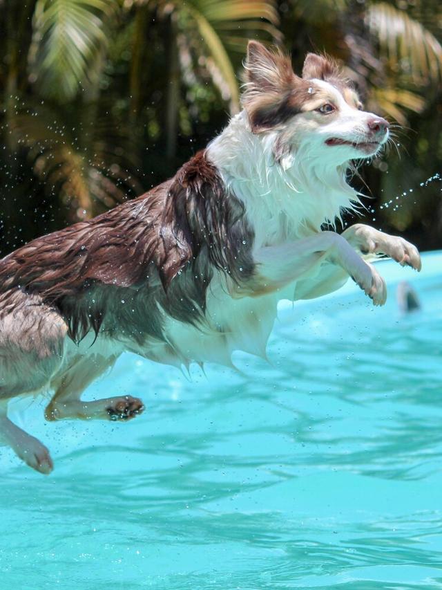 Teaching Your Dog to Swim