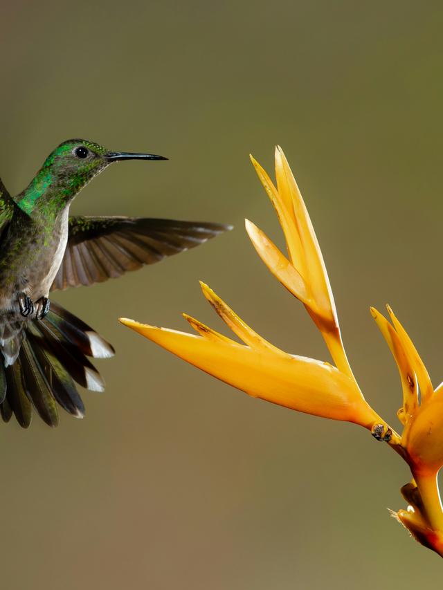 The Anatomy of a Hummingbird