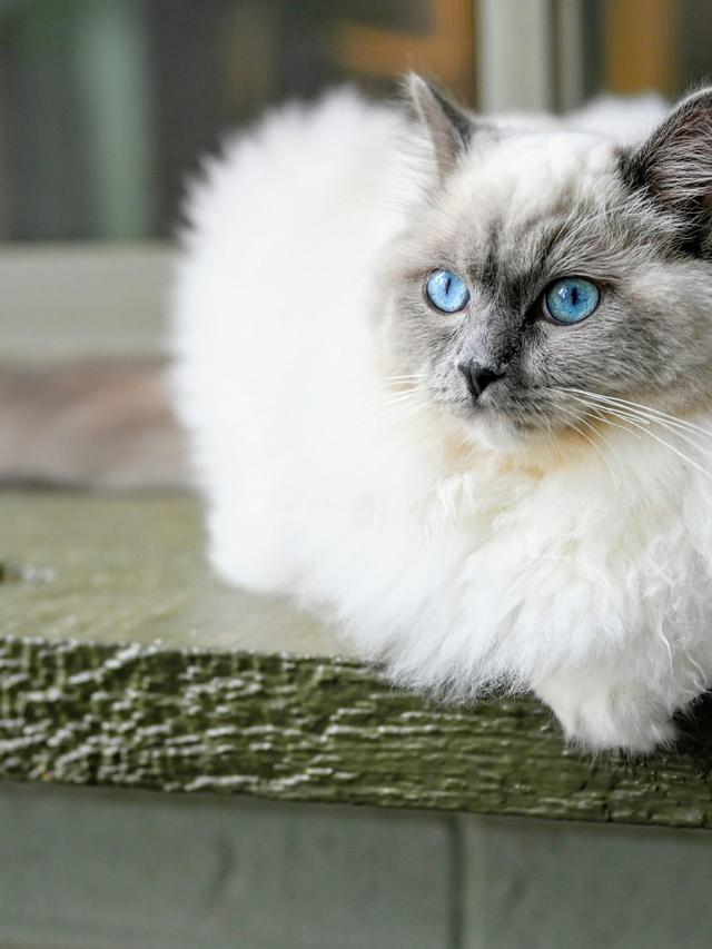 The Best Cat Breeds for Emotional Support