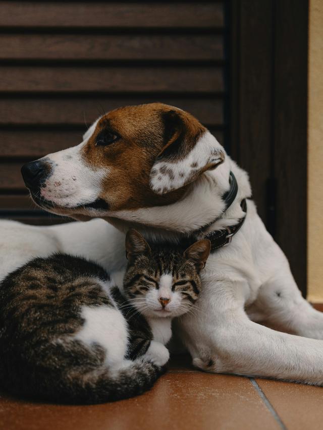 The Best Cat Breeds for Families with Dogs