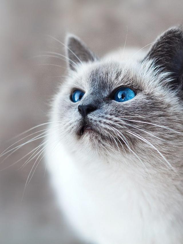 The Best Cat Breeds for First-Time Pet Owners