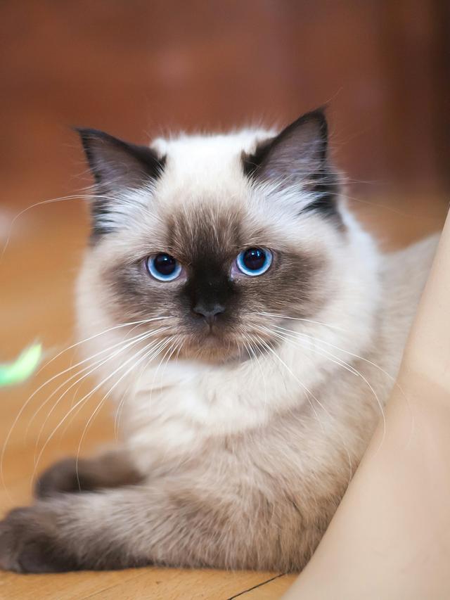 The Best Cat Breeds for Quiet Households