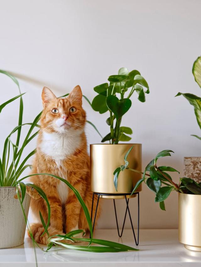 The Best Cat-Friendly Plants