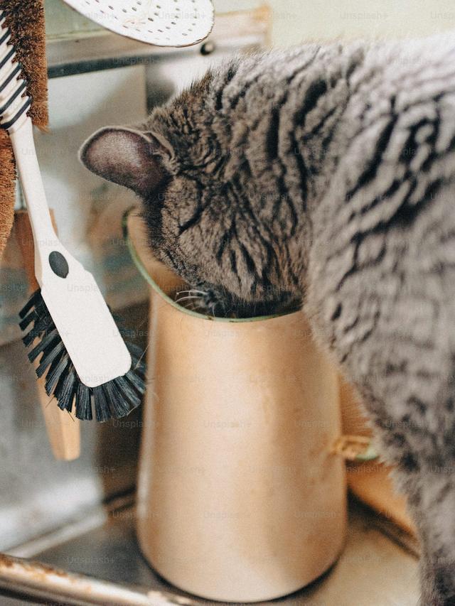 The Best Cat Grooming Tools