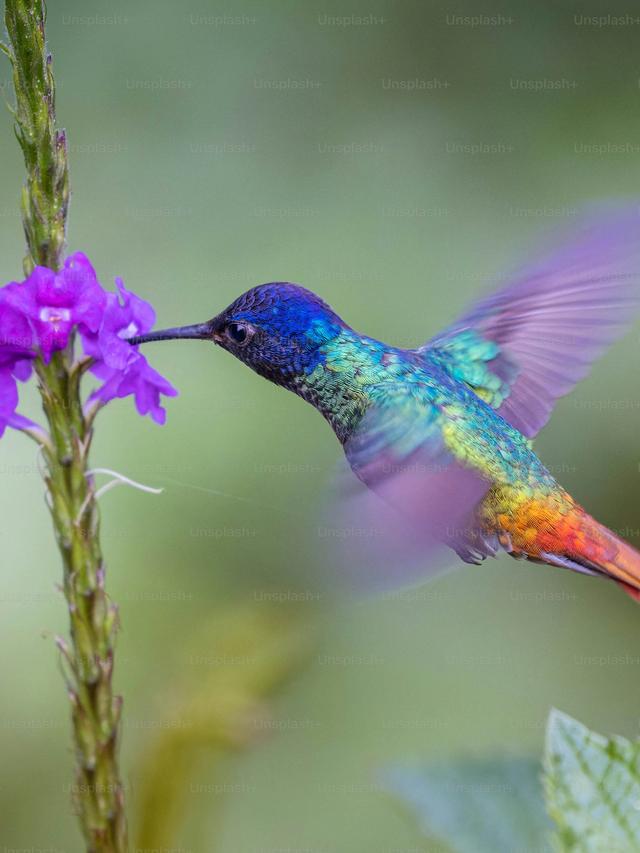 The Best Places to See Hummingbirds