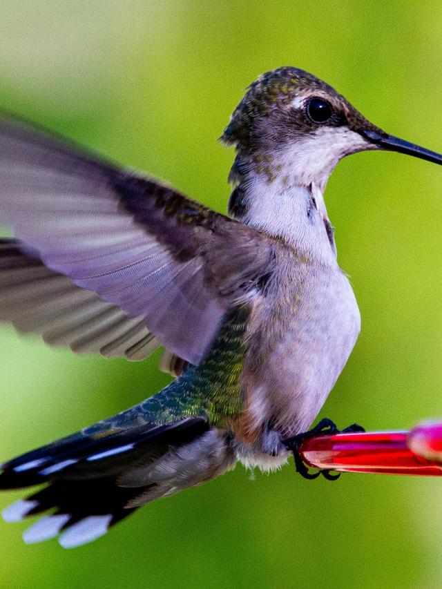 The Best Time of Year to See Hummingbirds