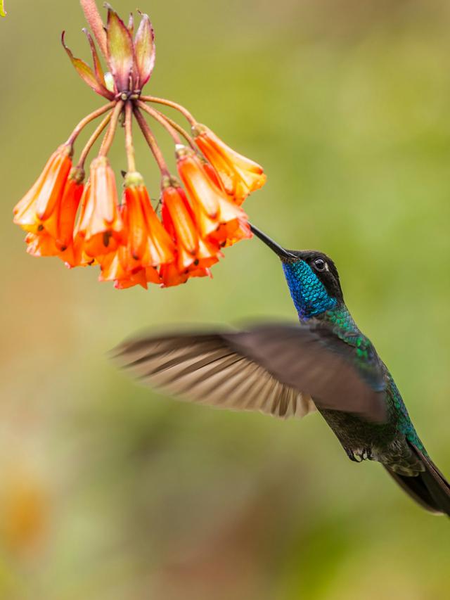 The Challenges of Hummingbird Photography