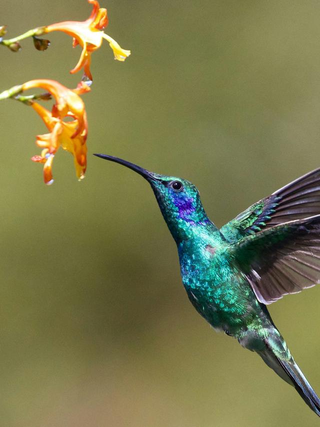 The Colors of Hummingbirds