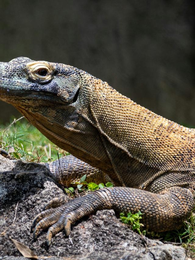 The Daily Life of a Komodo Dragon