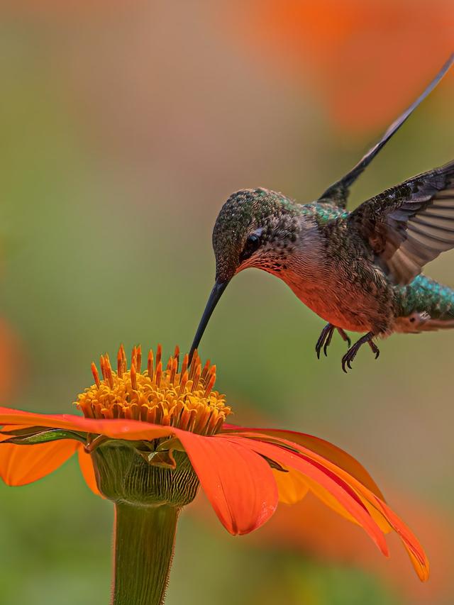 The Differences Between Male and Female Hummingbirds