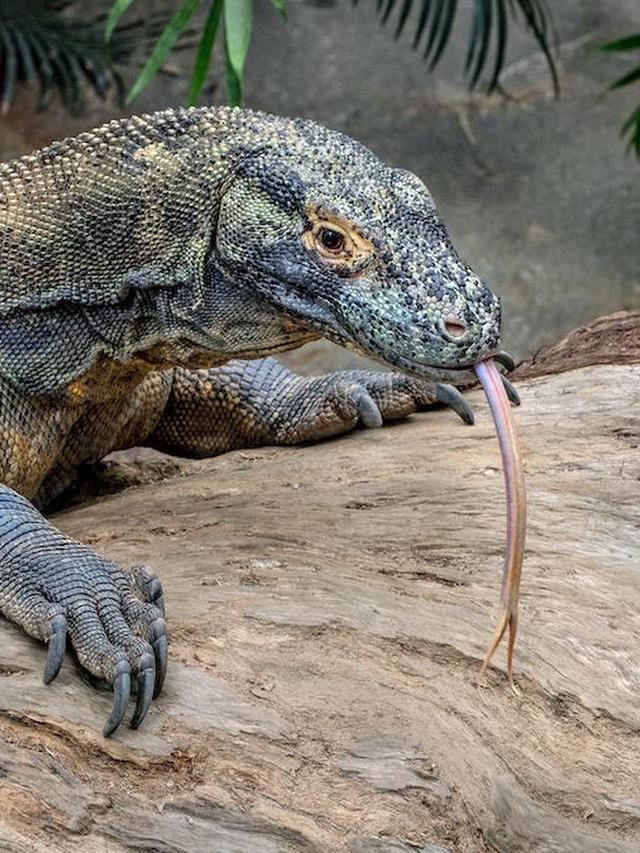 The Effect of Habitat Destruction on Komodo Dragons