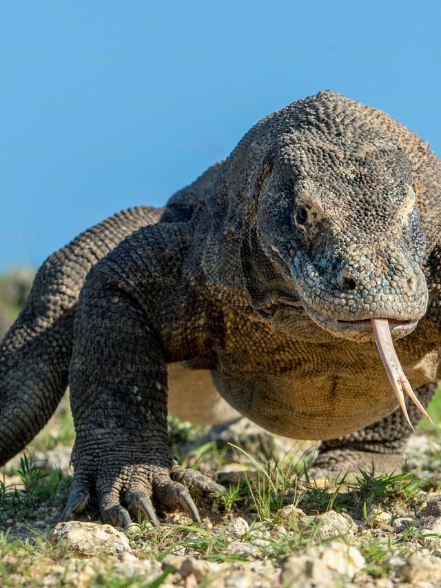 The Enigmatic Life of Komodo Dragons