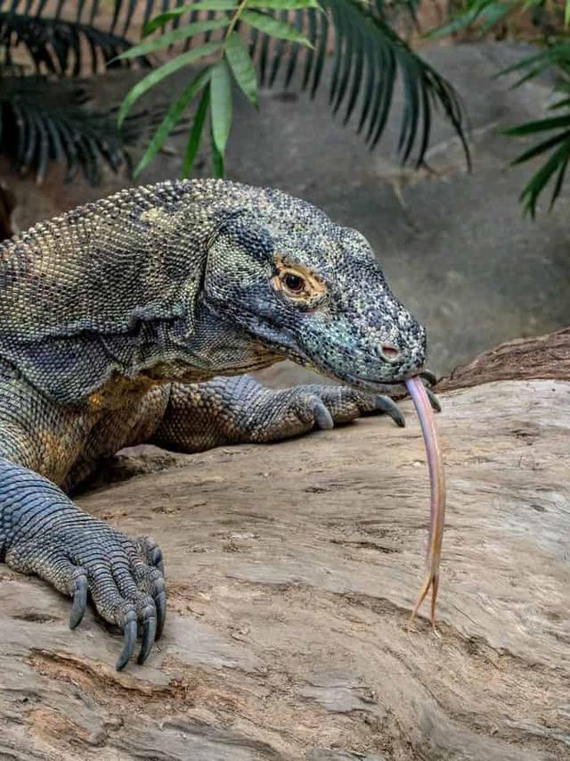 The Evolutionary History of Komodo Dragons