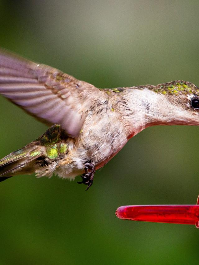 The Fast Metabolism of Hummingbirds