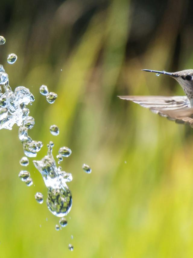 The Flight Speed of Hummingbirds