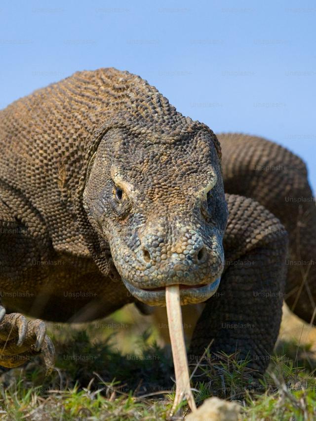 The Genetic Makeup of Komodo Dragons