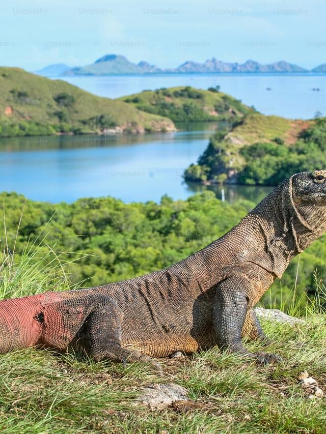 The Habitats of Komodo Dragons