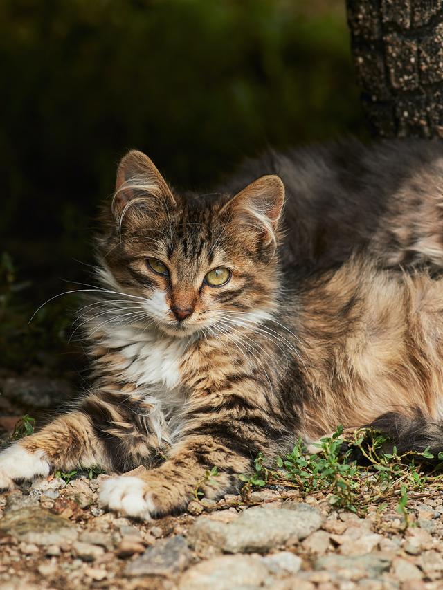 The Impact of Cats on Wildlife