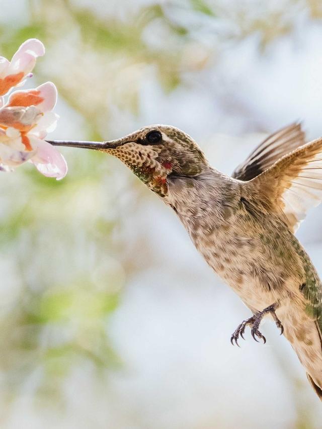 The Impact of Invasive Species on Hummingbirds