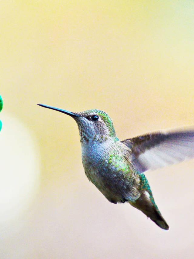 The Impact of Pesticides on Hummingbirds