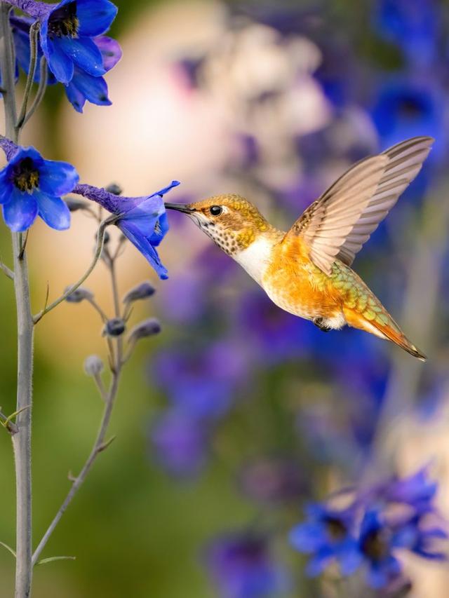 The Influence of Hummingbirds on Garden Design