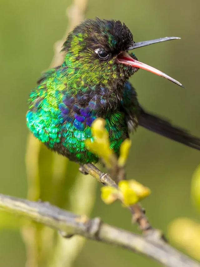 The Influence of Hummingbirds on Human Culture