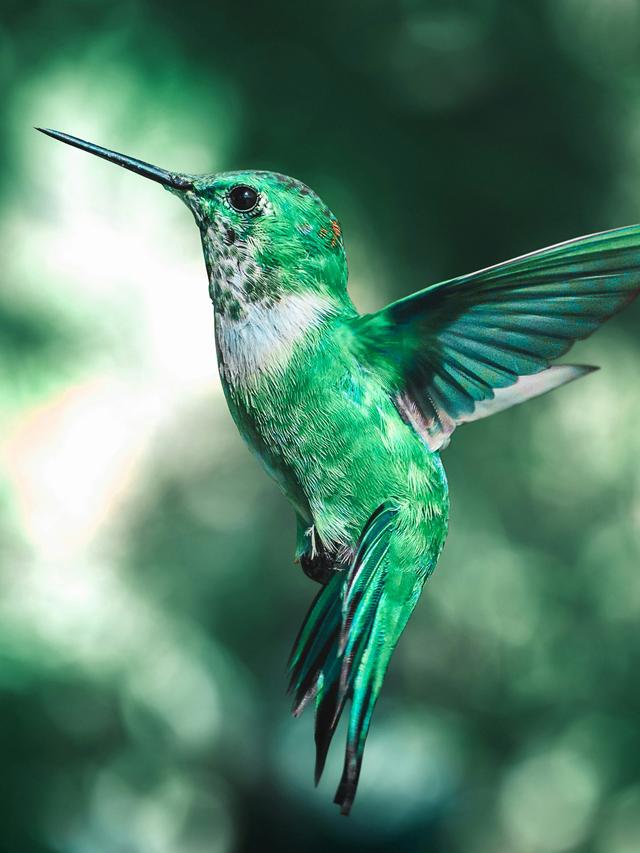 The Influence of Hummingbirds on Plant Evolution