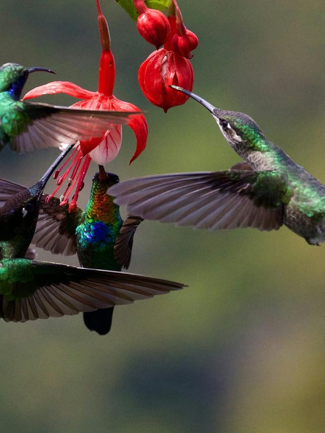 The Interaction Between Hummingbirds and Other Birds