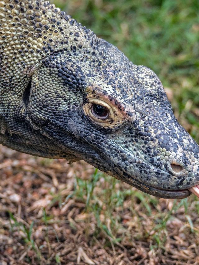 The Komodo Dragon: A Study in Evolution