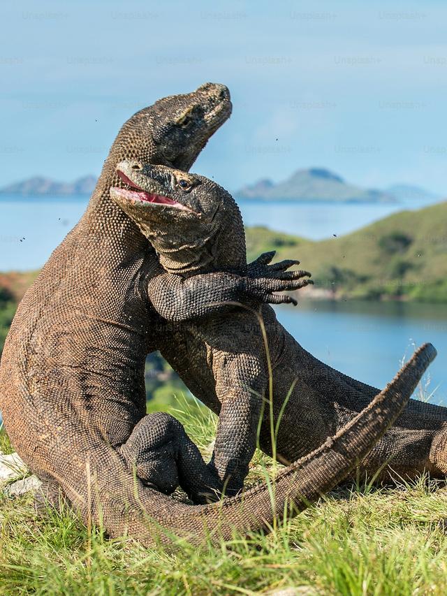 The Komodo Dragon: Unraveling Their Mysteries