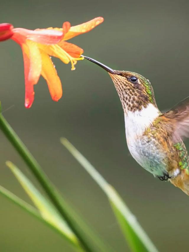 The Lifespan of a Hummingbird