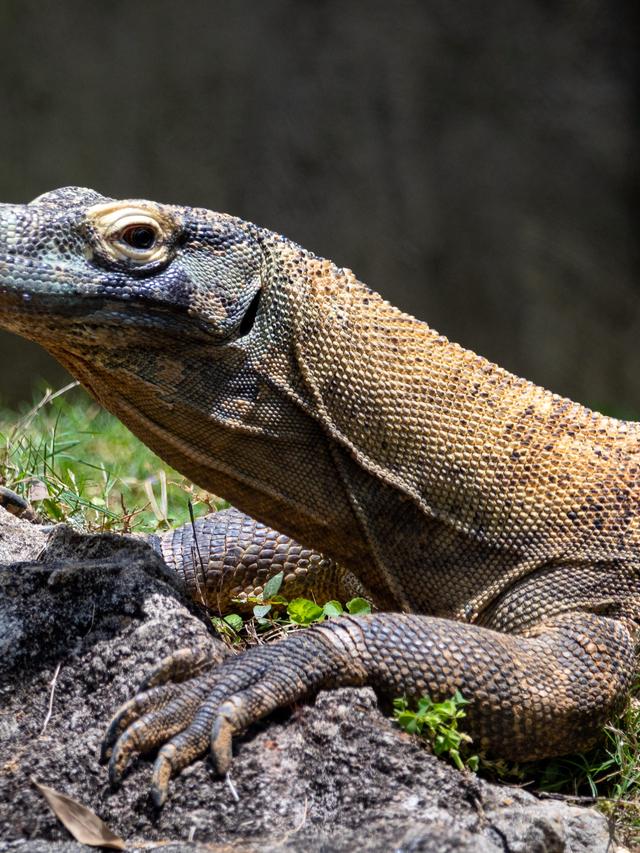 The Mating Habits of Komodo Dragons