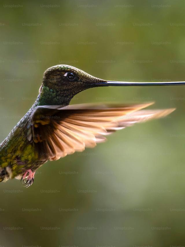 The Mechanics of Hummingbird Flight