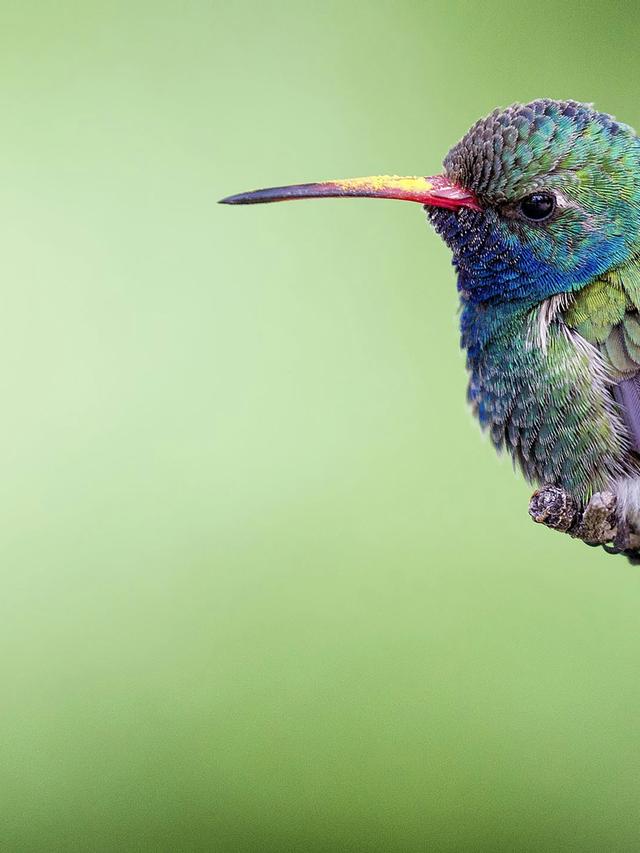 The Most Beautiful Hummingbird Species