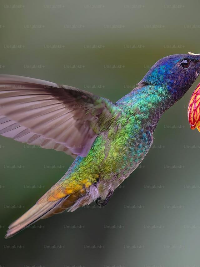 The Relationship Between Hummingbirds and Flowers