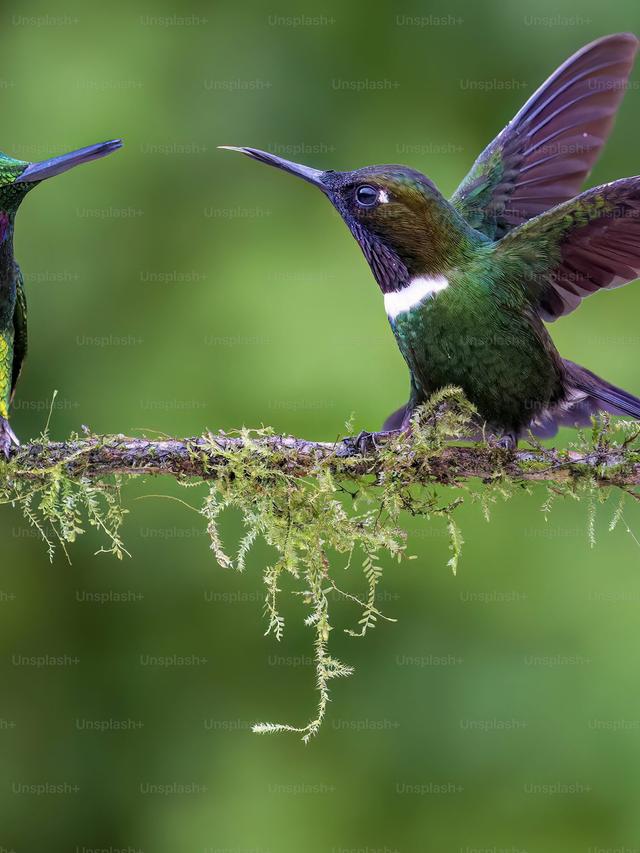 The Relationship Between Hummingbirds and Insects