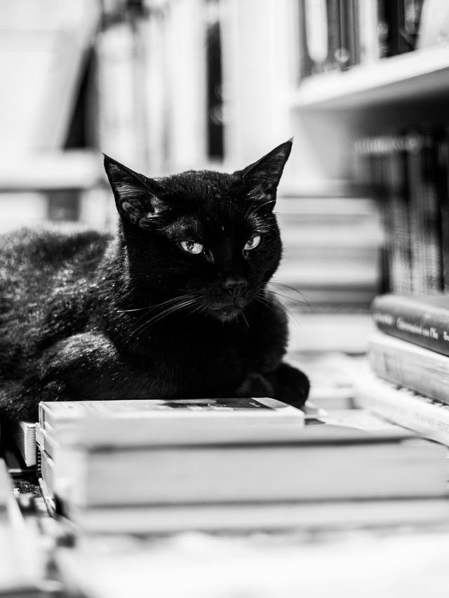 The Role of Cats in Art and Literature