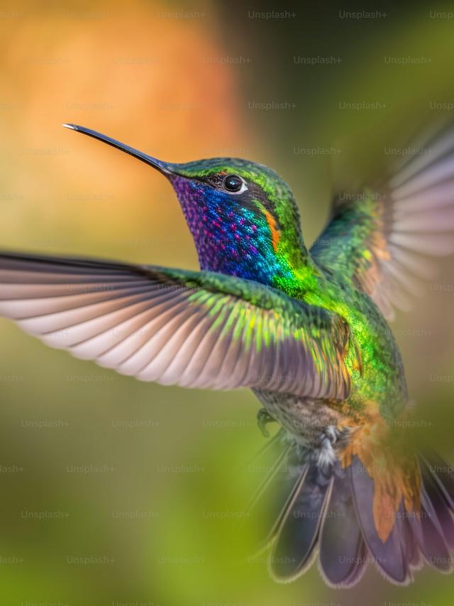 The Role of Hummingbirds in Ecosystems