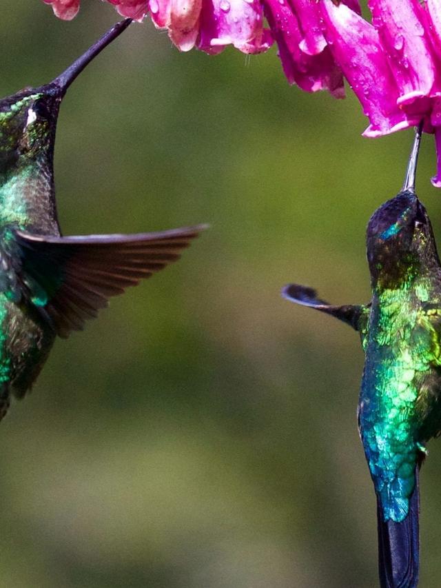 The Role of Hummingbirds in Island Ecosystems