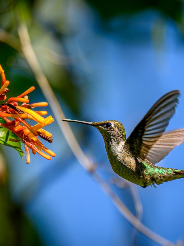 The Role of Hummingbirds in Rural Landscapes