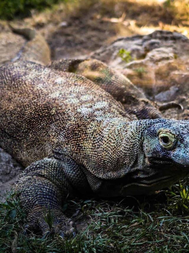 The Role of Komodo Dragons in Preserving Natural Habitats